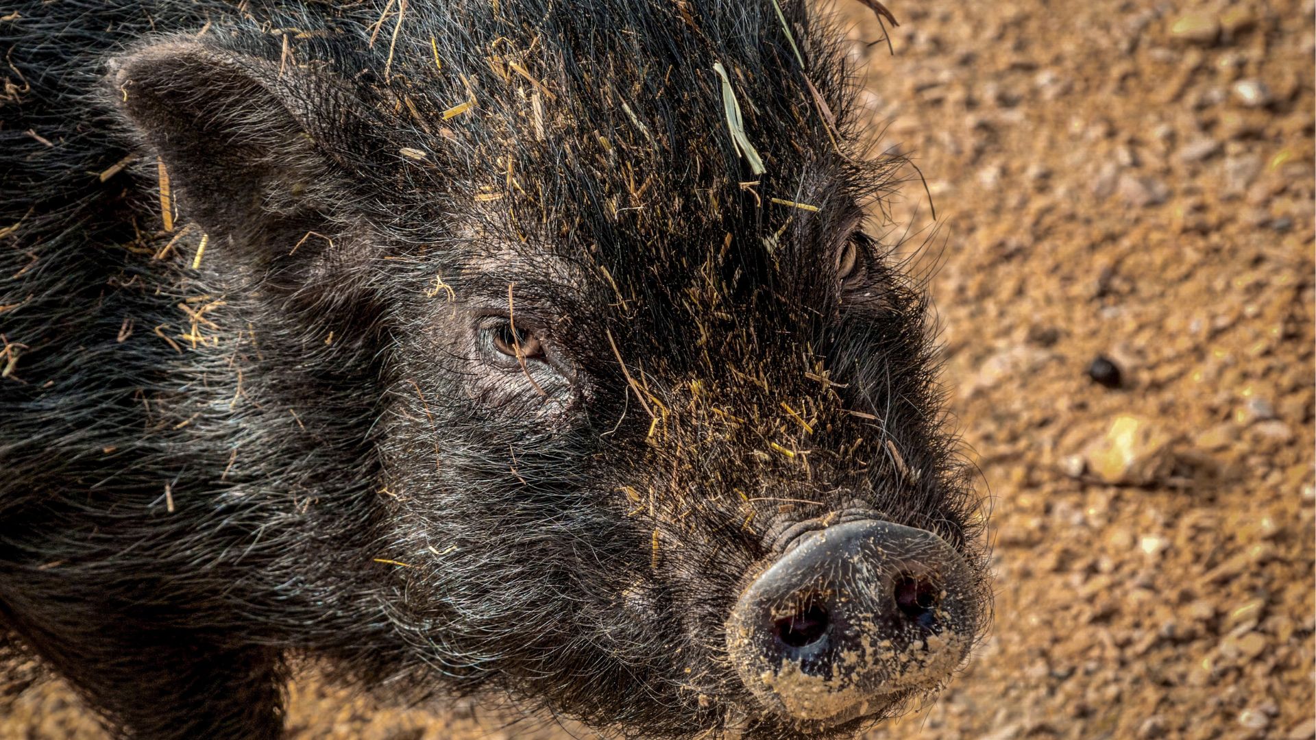 Os porcos-do-mato são animais importantes para o meio ambiente, pois ajudam na dispersão de sementes e na manutenção da vegetação.