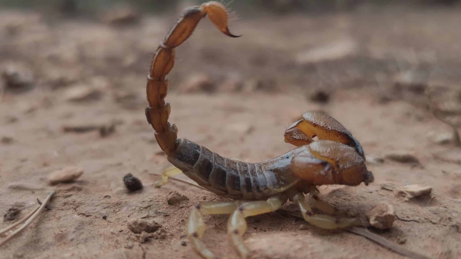 Os escorpiões são considerados animais perigosos, pois seu veneno pode ser fatal para os seres humanos. 