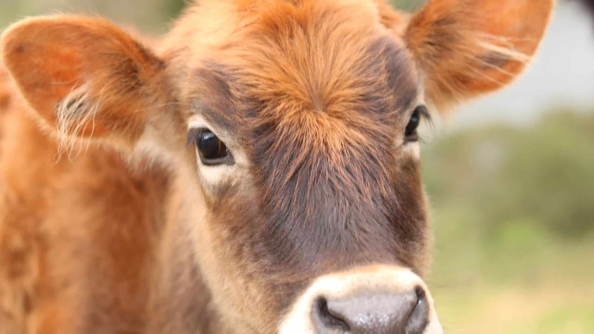 Algumas mutações em bezerros são benéficas, pois podem conferir ao animal uma vantagem sobre seus concorrentes.