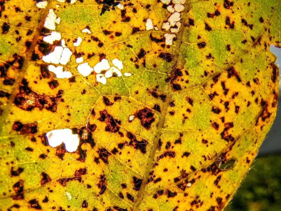 Ferrugem da soja - Foto Canva