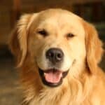 O Golden Retriever é uma raça canina conhecida por sua personalidade afetuosa, amigável e leal.