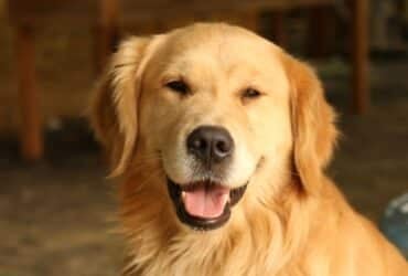 O Golden Retriever é uma raça canina conhecida por sua personalidade afetuosa, amigável e leal.