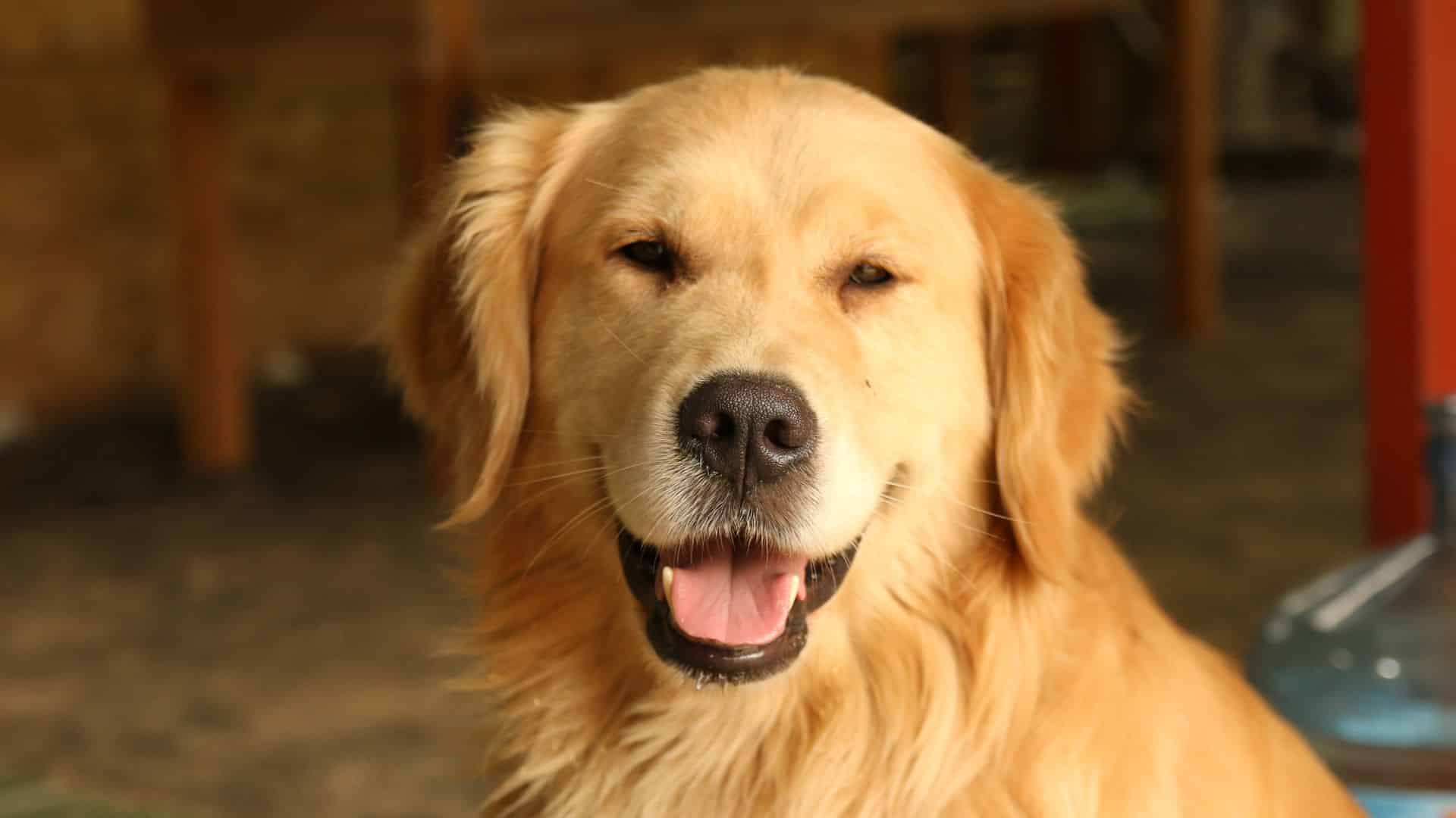 O Golden Retriever é uma raça canina conhecida por sua personalidade afetuosa, amigável e leal. 