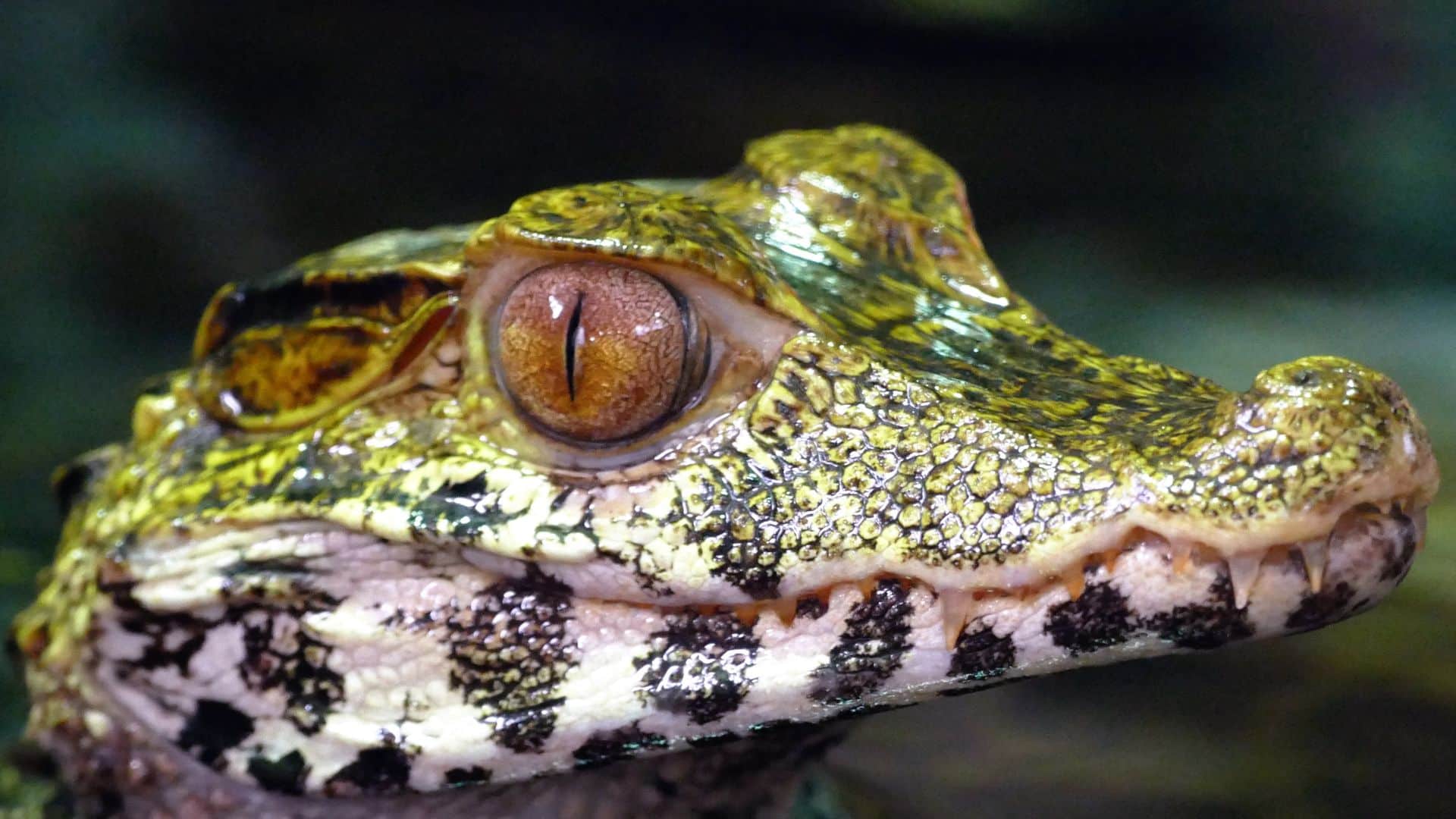 Os jacarés são animais importantes para o ecossistema e ajudam a controlar as populações de outros animais.