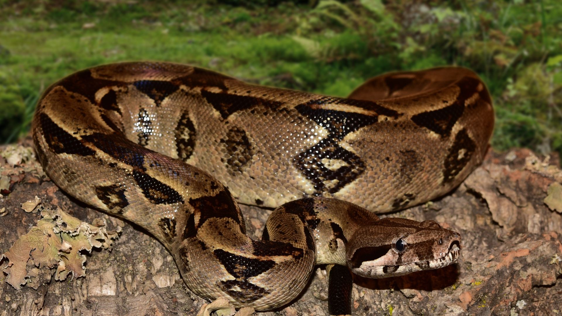 A jiboia - Boidae - é uma família de serpentes não peçonhentas encontradas nas Américas, na África, na Europa, na Ásia e em algumas Ilhas do Oceano Pacífico.