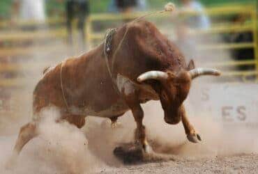Tragédia em rodeio: Jovem de 17 anos morre após ser pisoteado por boi durante prova de montaria em Mato Grosso