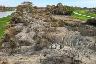 75% do desmatamento em Mato Grosso é ilegal, revela estudo