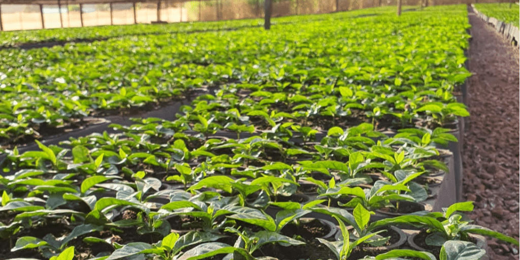 O Programa de Pesquisa Aplicada em Políticas Públicas destinará R$ 1 milhão para pesquisas nas áreas de cafeicultura