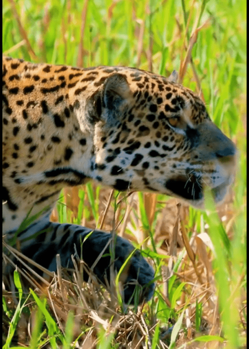 O foco da onça é um exemplo da incrível capacidade de adaptação dos animais.