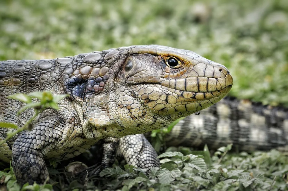 Pertencente à família dos lacertídeos, esse lagarto semiaquático é adaptado às áreas úmidas do Pantanal