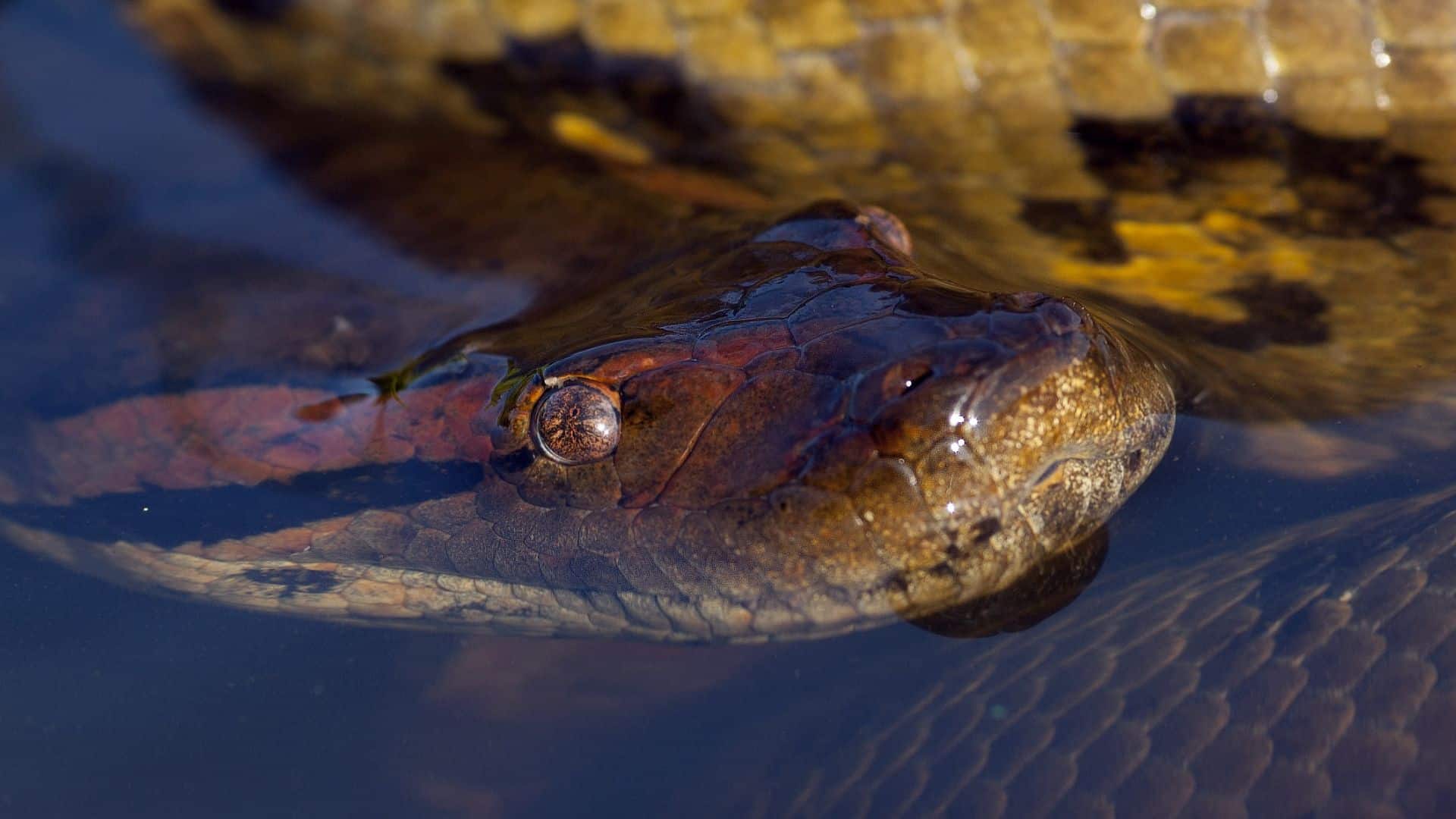 A força da sucuri é um fenômeno impressionante que é uma prova da adaptabilidade e da força dessas cobras.