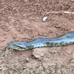 A sucuri-verde é uma cobra semi-aquática, o que significa que passa parte do tempo na água e parte do tempo na terra.