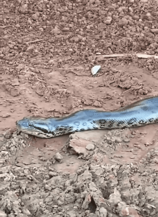 A sucuri-verde é uma cobra semi-aquática, o que significa que passa parte do tempo na água e parte do tempo na terra.