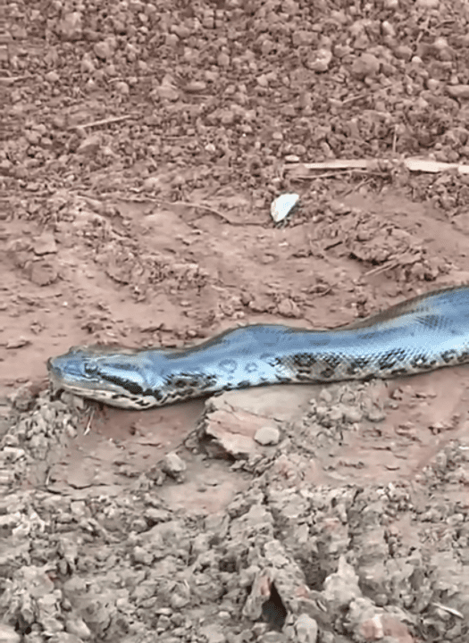 A sucuri-verde é uma cobra semi-aquática, o que significa que passa parte do tempo na água e parte do tempo na terra.