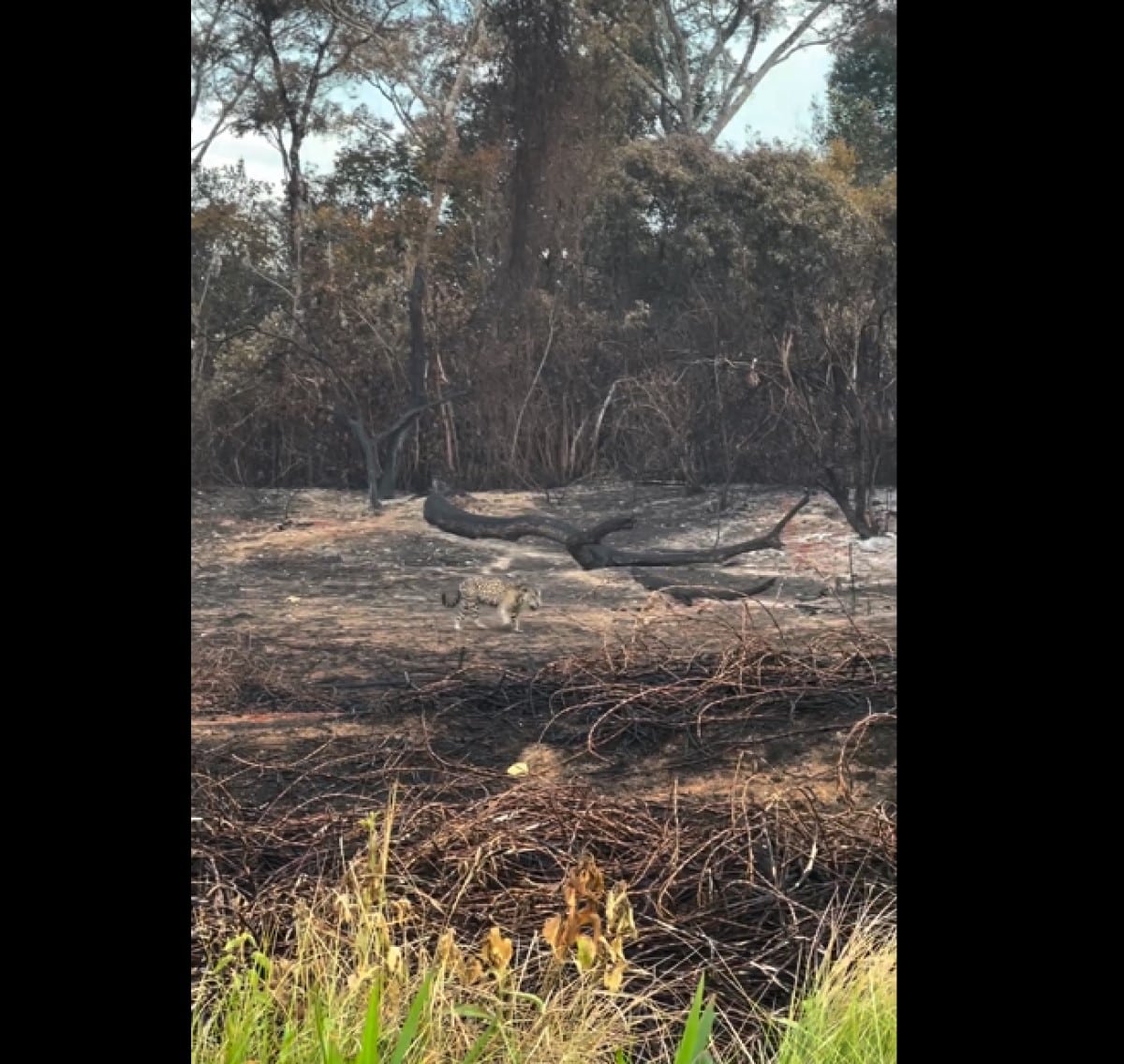 As imagens mostram como ficou parte da vegetação no Parque Estadual Encontro das Águas, entre os municípios de Poconé e Barão de Melgaço, no Pantanal em Mato Grosso (MT)