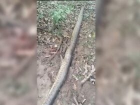 As informações iniciais apontam que a cobra sucuri tenha aproximadamente 6 metros. O menino estava as margens de um rio e os pais ao redor.