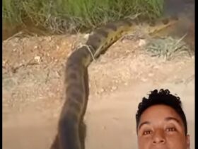 Homens encontram enorme cobra sucuri-amarela em Mato Grosso
