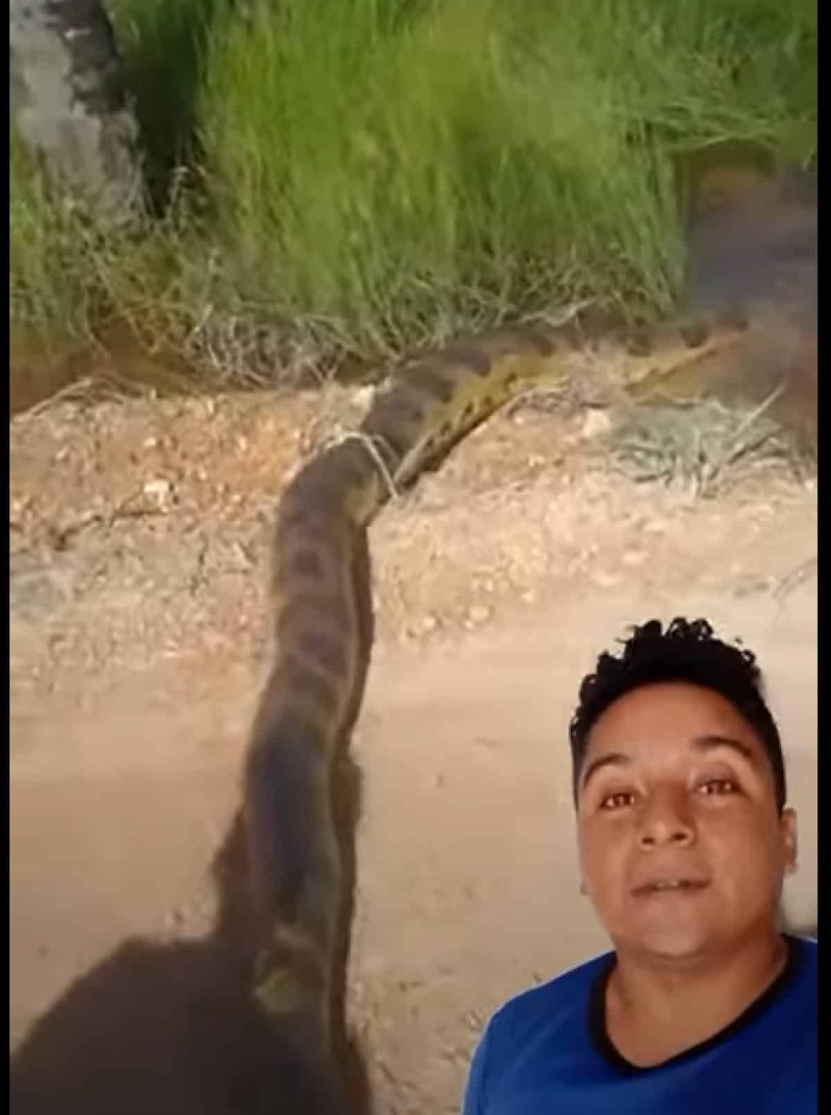 Homens encontram enorme cobra sucuri-amarela em Mato Grosso