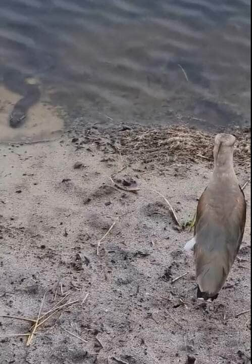 As aves são presas comuns para as sucuris, especialmente no Pantanal, onde elas são abundantes.