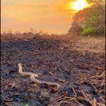 A surucucu-do-pantanal é uma cobra agressiva, mas não é peçonhenta. Suas mordidas podem causar ferimentos graves, mas não são fatais.