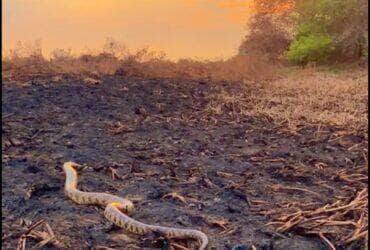 A surucucu-do-pantanal é uma cobra agressiva, mas não é peçonhenta. Suas mordidas podem causar ferimentos graves, mas não são fatais.