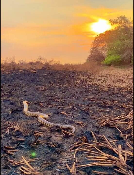 A surucucu-do-pantanal é uma cobra agressiva, mas não é peçonhenta. Suas mordidas podem causar ferimentos graves, mas não são fatais.