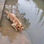 É importante dar aos cães oportunidades para se divertirem. Isso ajudará a garantir que eles sejam cães saudáveis e felizes.