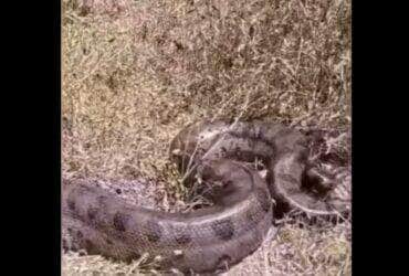 A sucuri-verde, também conhecida como anaconda, é a maior serpente dessa espécie do mundo. Ela é encontrada na América do Sul, principalmente na Amazônia e no Pantanal.