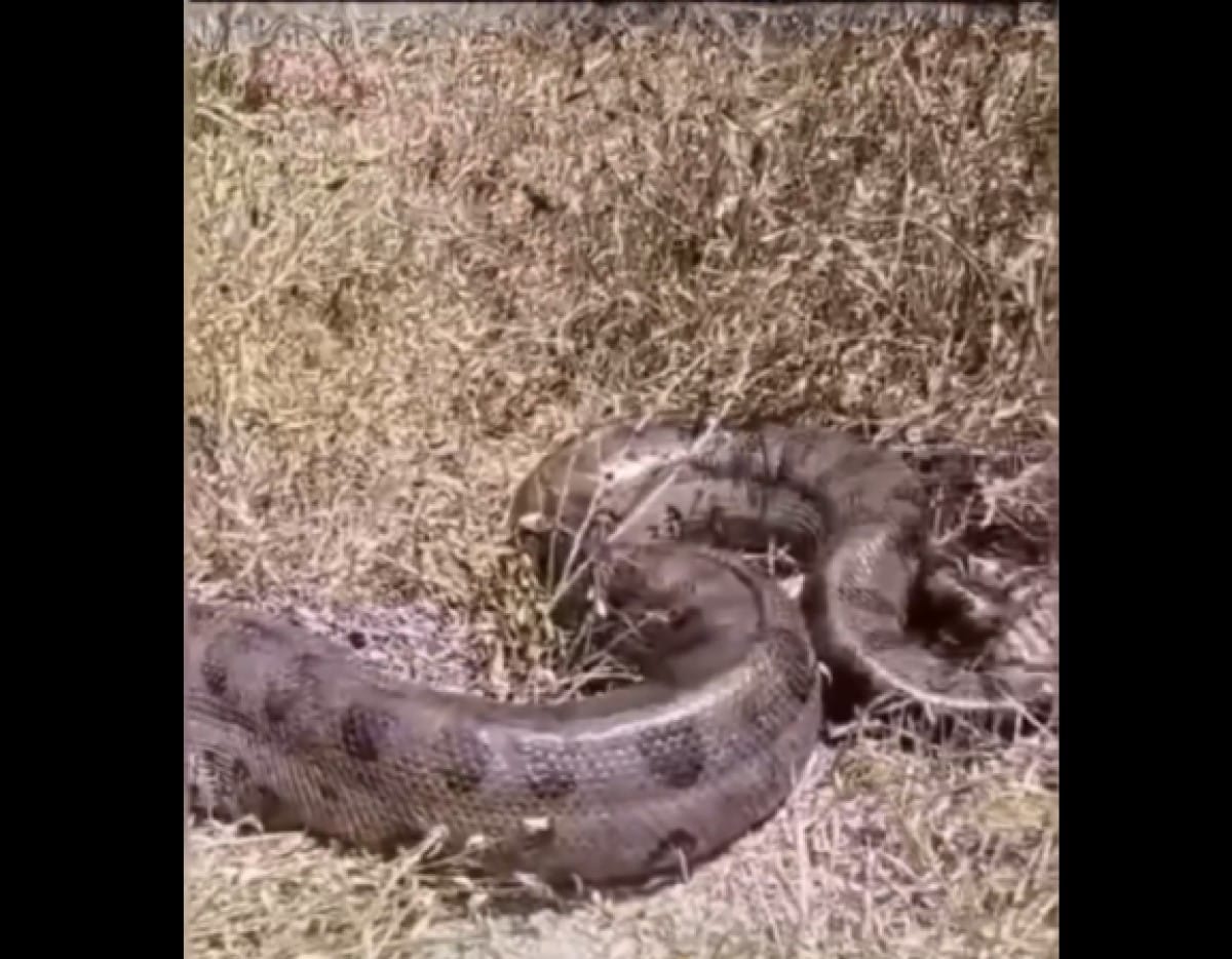 A sucuri-verde, também conhecida como anaconda, é a maior serpente dessa espécie do mundo. Ela é encontrada na América do Sul, principalmente na Amazônia e no Pantanal.