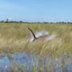 Onça emociona ao ser flagrada correndo no pantanal