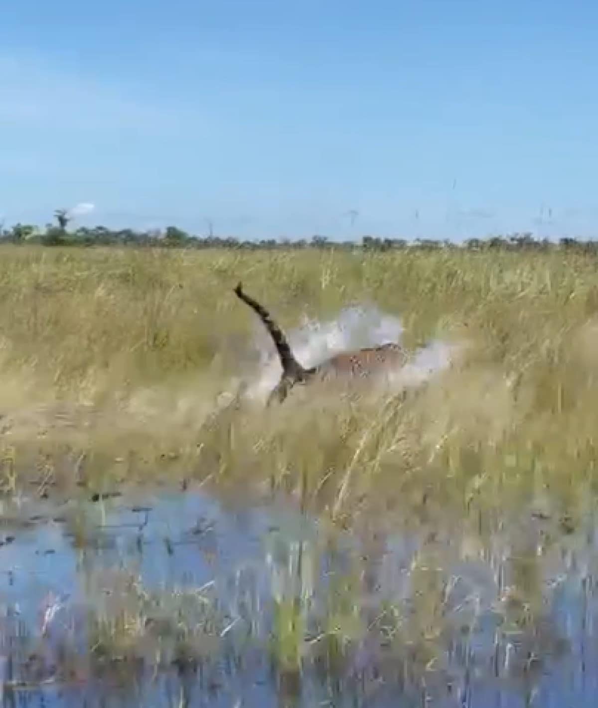 Onça emociona ao ser flagrada correndo no pantanal