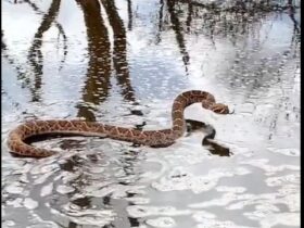 Se você vir uma cobra cascavel nadando, é importante manter distância e não tentar tocá-la.