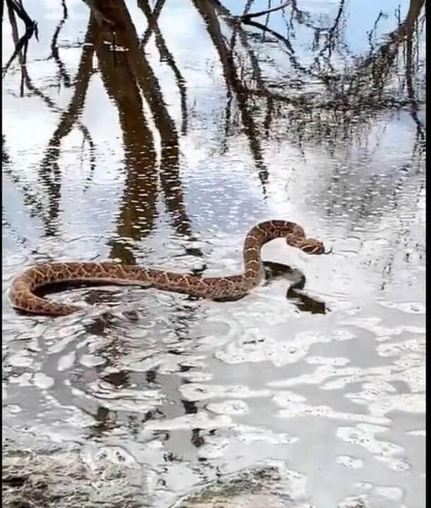 Se você vir uma cobra cascavel nadando, é importante manter distância e não tentar tocá-la.