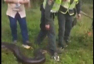 A força da sucuri é impressionante. Ela pode comprimir sua presa com uma força de até 500 kg/cm². Isso significa que ela pode esmagar um osso humano com facilidade.