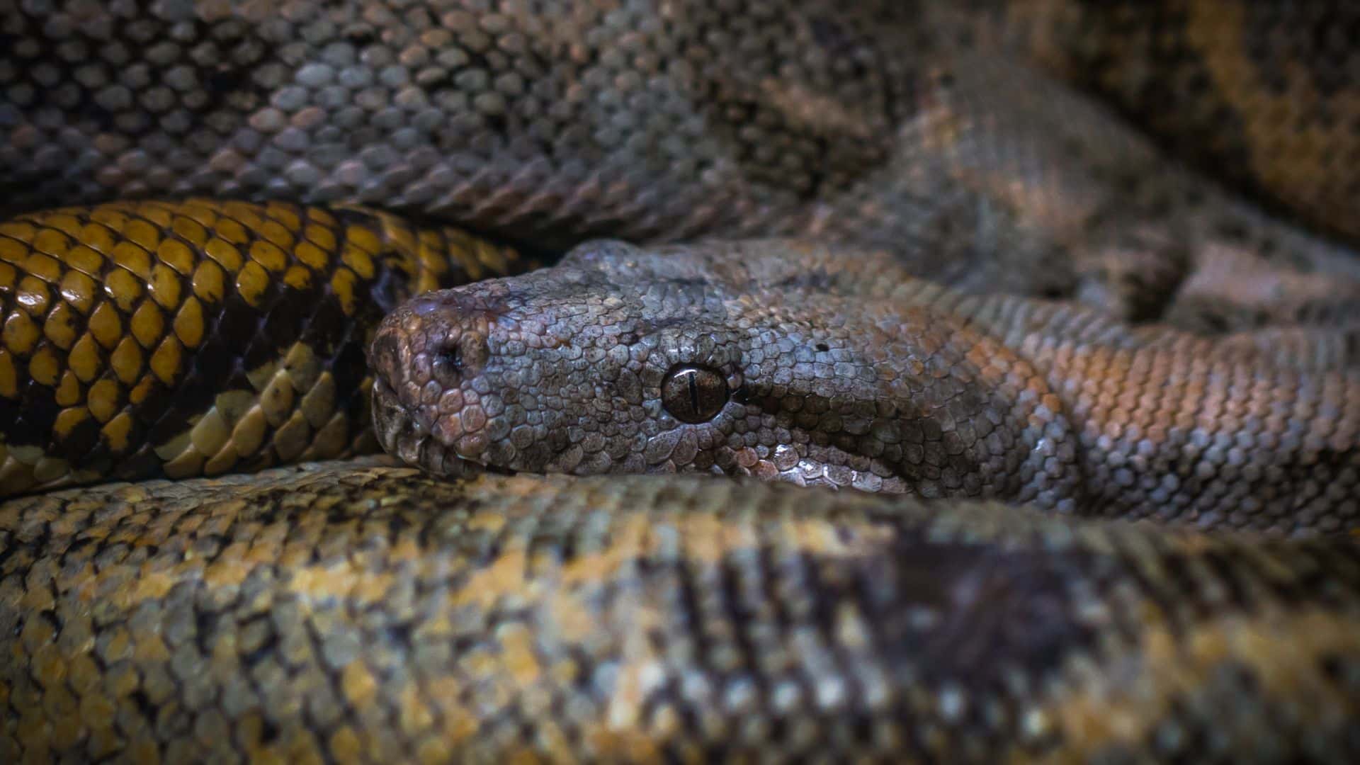 A sucuri, uma das maiores cobras do mundo, é uma habitante icônica e intrigante dos ecossistemas aquáticos da América do Sul.