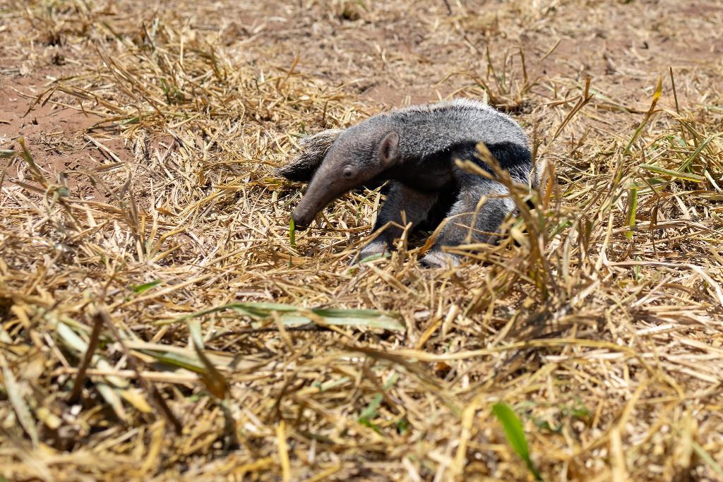 Os tamanduás são mamíferos da ordem Xenarthra, que também inclui os preguiças e os tatus. São animais de hábitos noturnos e solitários, que se alimentam de insetos, principalmente formigas e cupins.