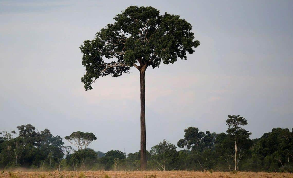 Trabalhador perde a vida após árvore cair sobre ele dentro de fazenda em Mato Grosso