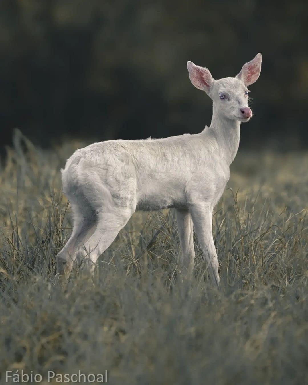 O veado-campeiro é uma espécie vulnerável, ameaçada pela caça, perda de habitat e doenças.