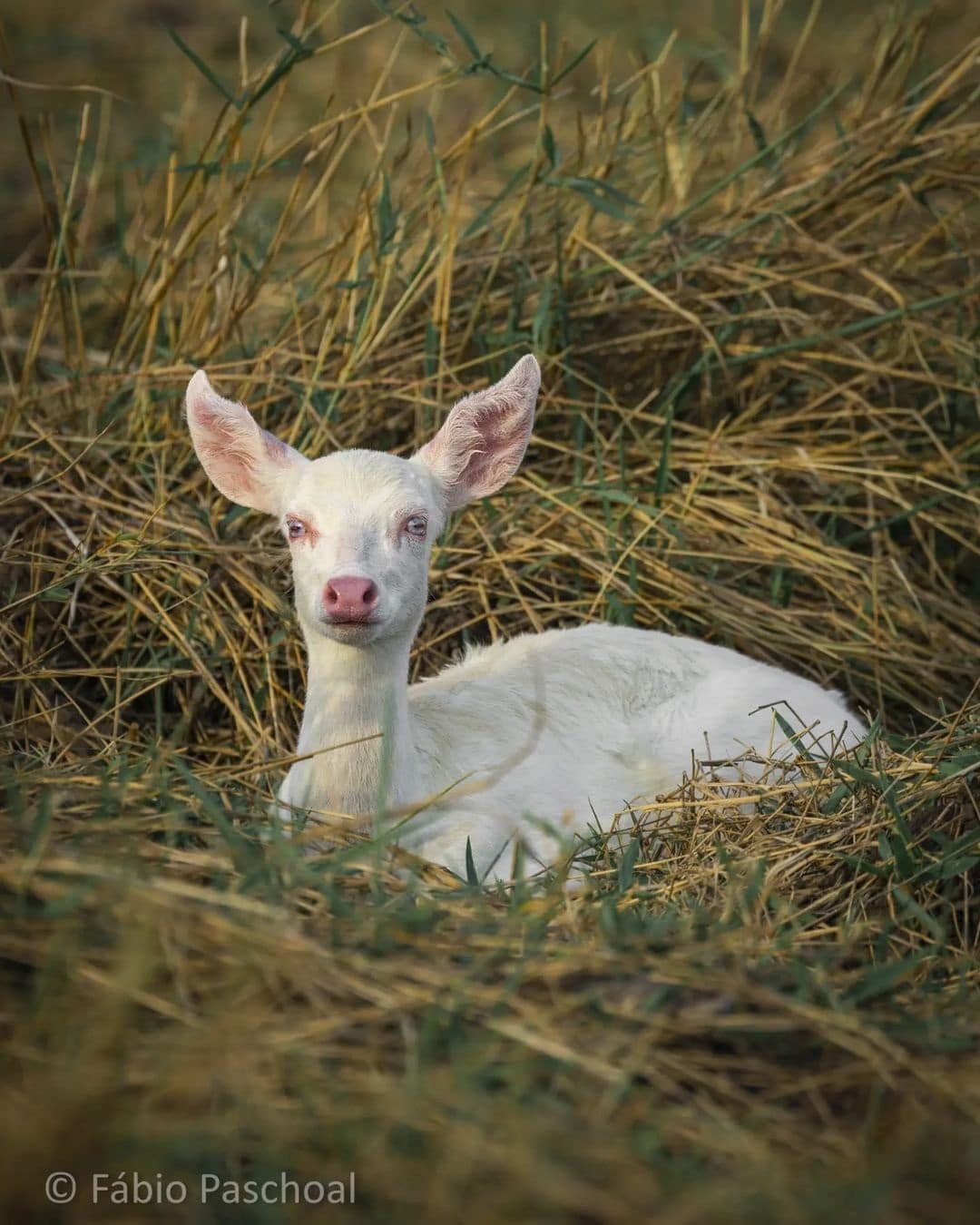 Fotógrafo faz registro raro de veado albino no Pantanal Mato-grossense