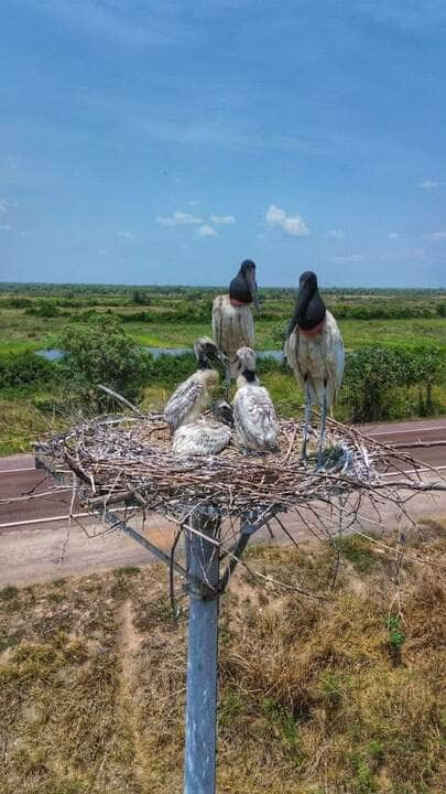 O tuiuiú, também conhecido como jaburu, é uma cegonha de grande porte que é considerada o símbolo do Pantanal.