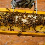 As abelhas são importantes polinizadores e desempenham um papel fundamental na natureza.