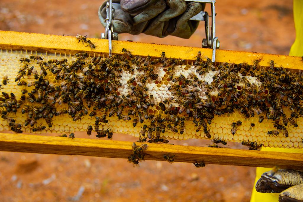 As abelhas são importantes polinizadores e desempenham um papel fundamental na natureza.