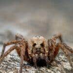 aranha