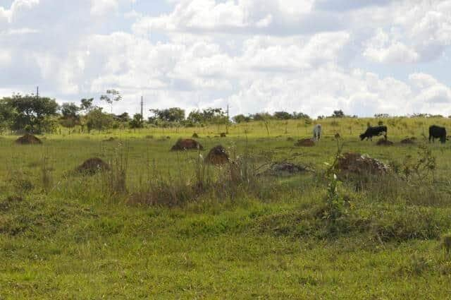 area de pastagem