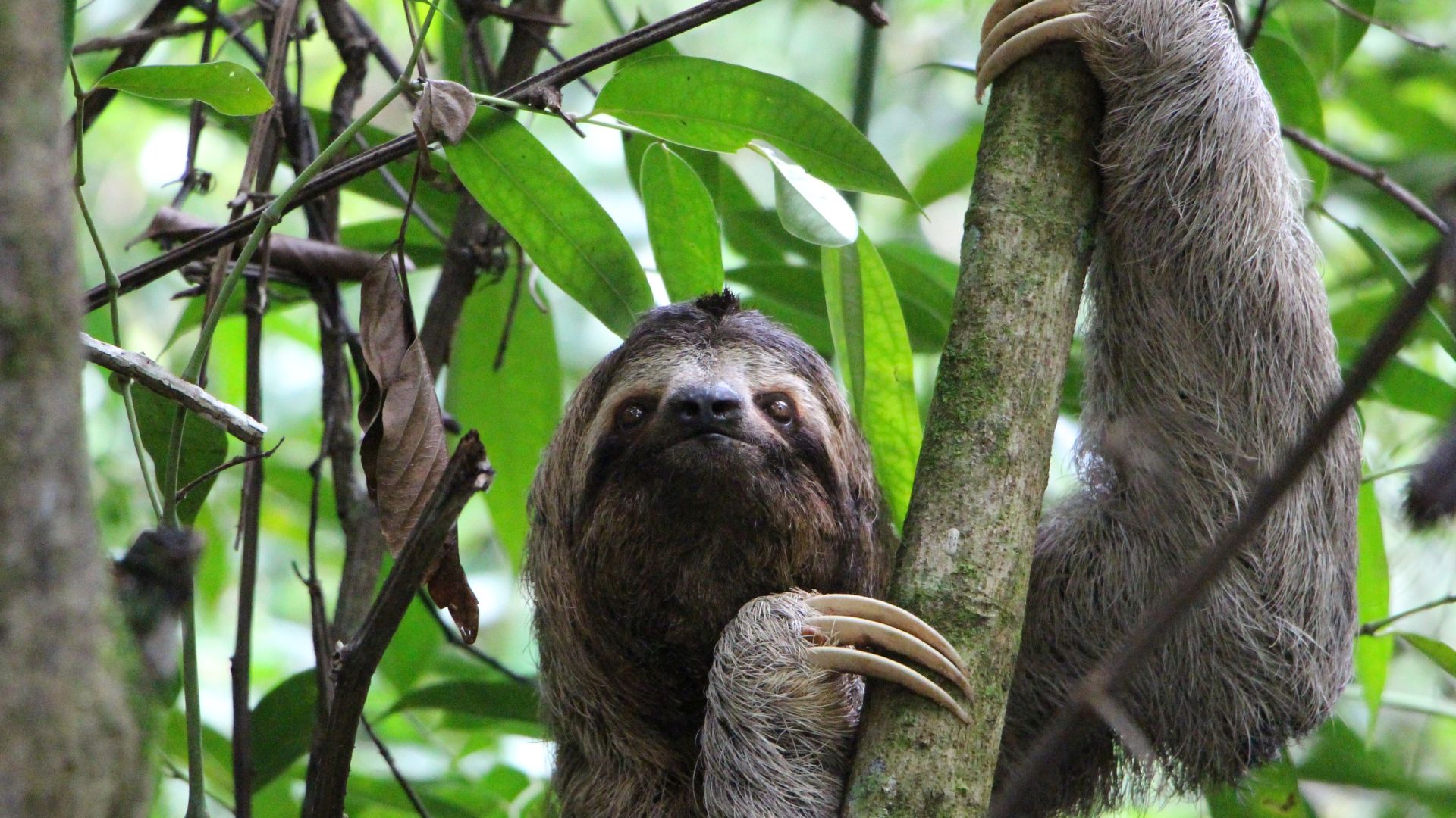 As preguiças são animais lentos e se movem com movimentos lentos e deliberados.