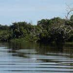 Rio de Janeiro - Manguezais da Área de Proteção Ambianetal(APA) de Guapi-Mirim e Estação Ecológica da Guanabara, região hidrográfica da Baía de Guanabara, Guapimirim, região metropolitana do Rio de Janeiro. (Foto: Tânia Rêgo/Agência Brasil)