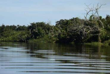 Rio de Janeiro - Manguezais da Área de Proteção Ambianetal(APA) de Guapi-Mirim e Estação Ecológica da Guanabara, região hidrográfica da Baía de Guanabara, Guapimirim, região metropolitana do Rio de Janeiro. (Foto: Tânia Rêgo/Agência Brasil)