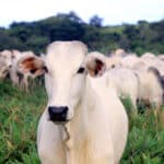 Brasil conquista mercado de gelatina e colágeno bovinos em Singapura