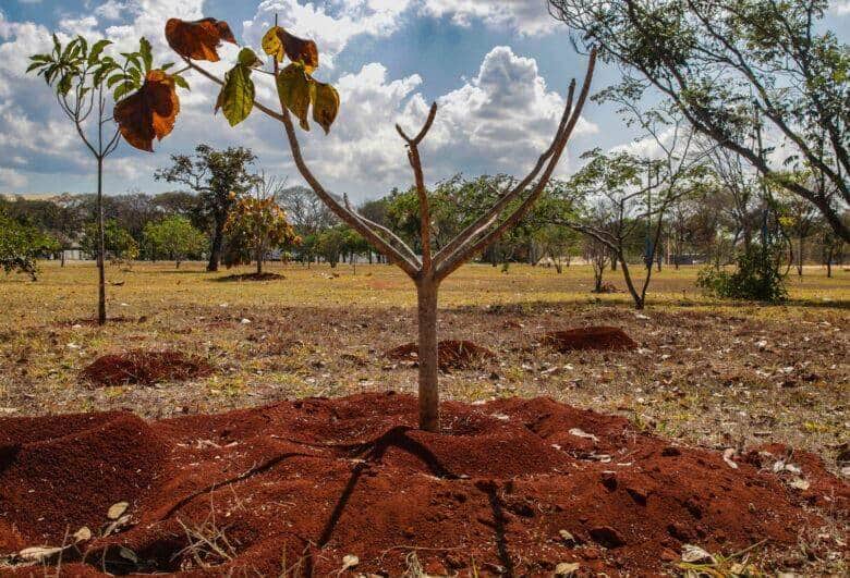Brasília (DF), 25/08/2023, Devido à falta de chuva e às altas temperaturas, a cidade de Brasília fica a cada dia com a vegetação do Cerrado fica mais seca e a humidade do ar mais baixa. Foto: José Cruz/Agência Brasil