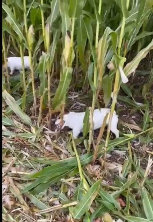 O comportamento do cachorro é complexo e influenciado por uma série de fatores, incluindo sua genética, raça, ambiente de criação e experiências.